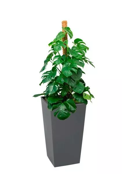 Монстера на опоре 27/130 см в LAMELA Finezja 40x40