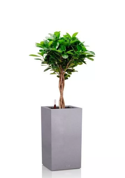 Фикус Моклейм 21/90 см в CANTO STONE HIGH 30