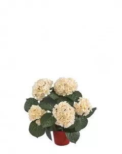 Гортензия куст крем-ваниль в горшке