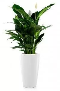 Спатифиллум Сенсейшн RONDO 32/160 см, Белый блестящий