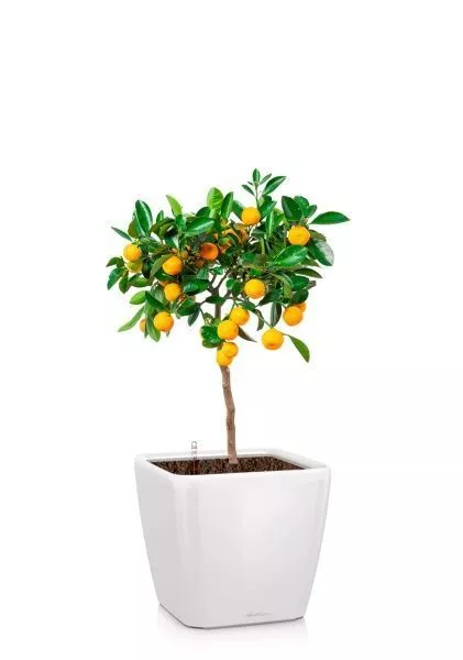 Цитрус Каламондин 19/60 см в QUADRO LS 28