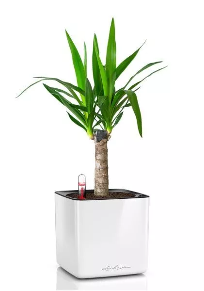 Юкка 1ств 15/60 см в CUBE GLOSSY 16