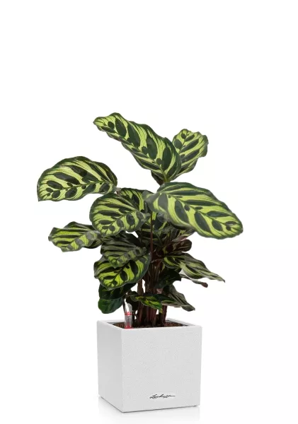 Калатея Макояна 12/35 см в CANTO STONE 14