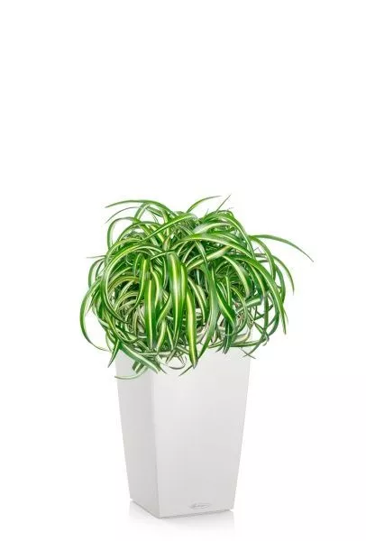 Хлорофитум Оушен 23/40 см в CUBICO COLOR 30