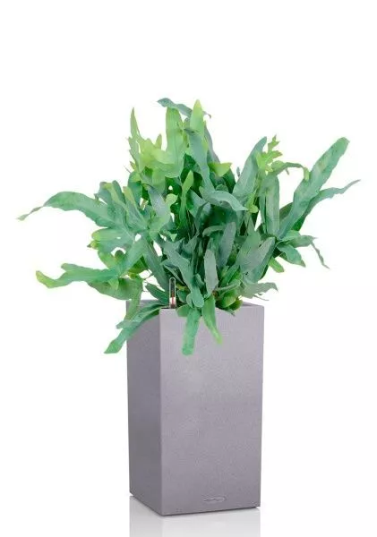 Флебодиум 24/55 см в CANTO STONE HIGH 30