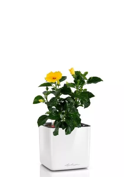 Гибискус микс 13/35 см в CUBE GLOSSY 14