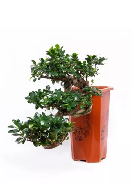 Фикус Микрокарпа Гинсенг каскад 30/70 см