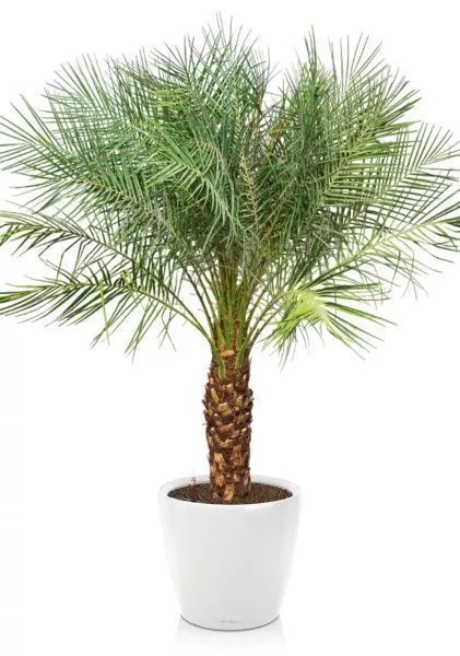 Финиковая пальма Робилини в CLASSICO LS 43