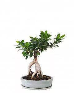 Фикус Бонсай в керамике 23/40 см