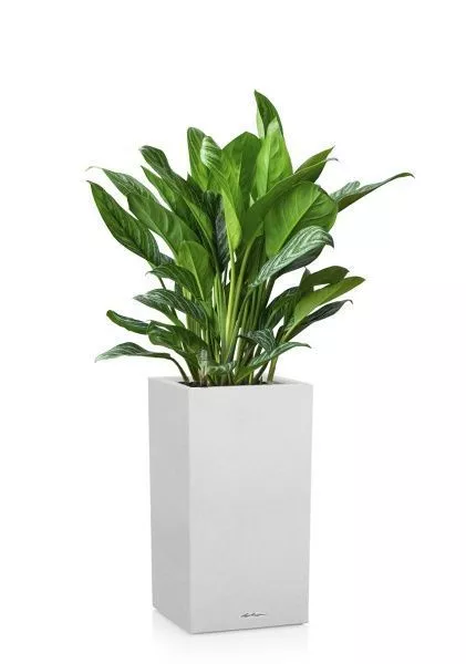 Аглаонема Страйп в CANTO STONE HIGH 30