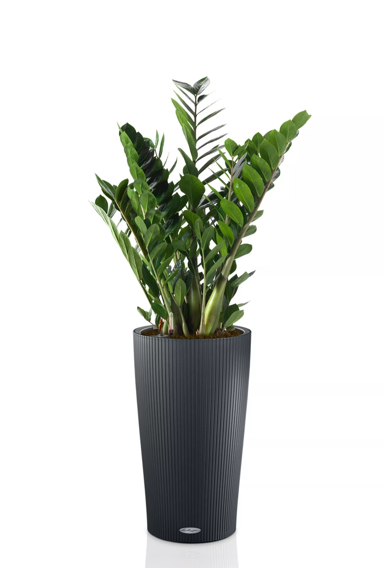 Замиокулькас