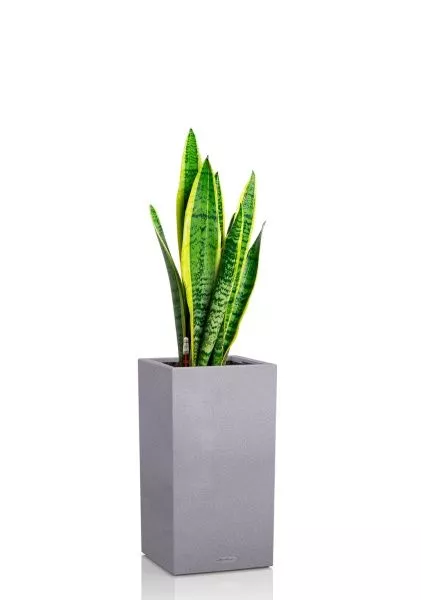 Сансевиерия Лауренти 21/70 см в CANTO STONE HIGH 30