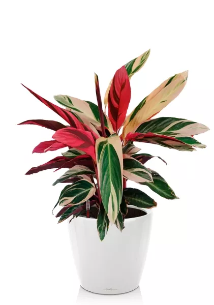 Строманта 19/65 см в CLASSICO LS 28