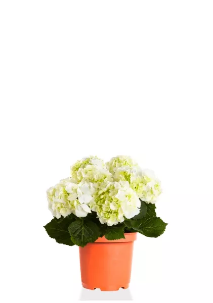 Гортензия микс 19/50 см