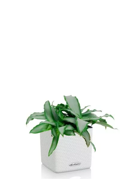 Мурдания в CUBE COLOR 14