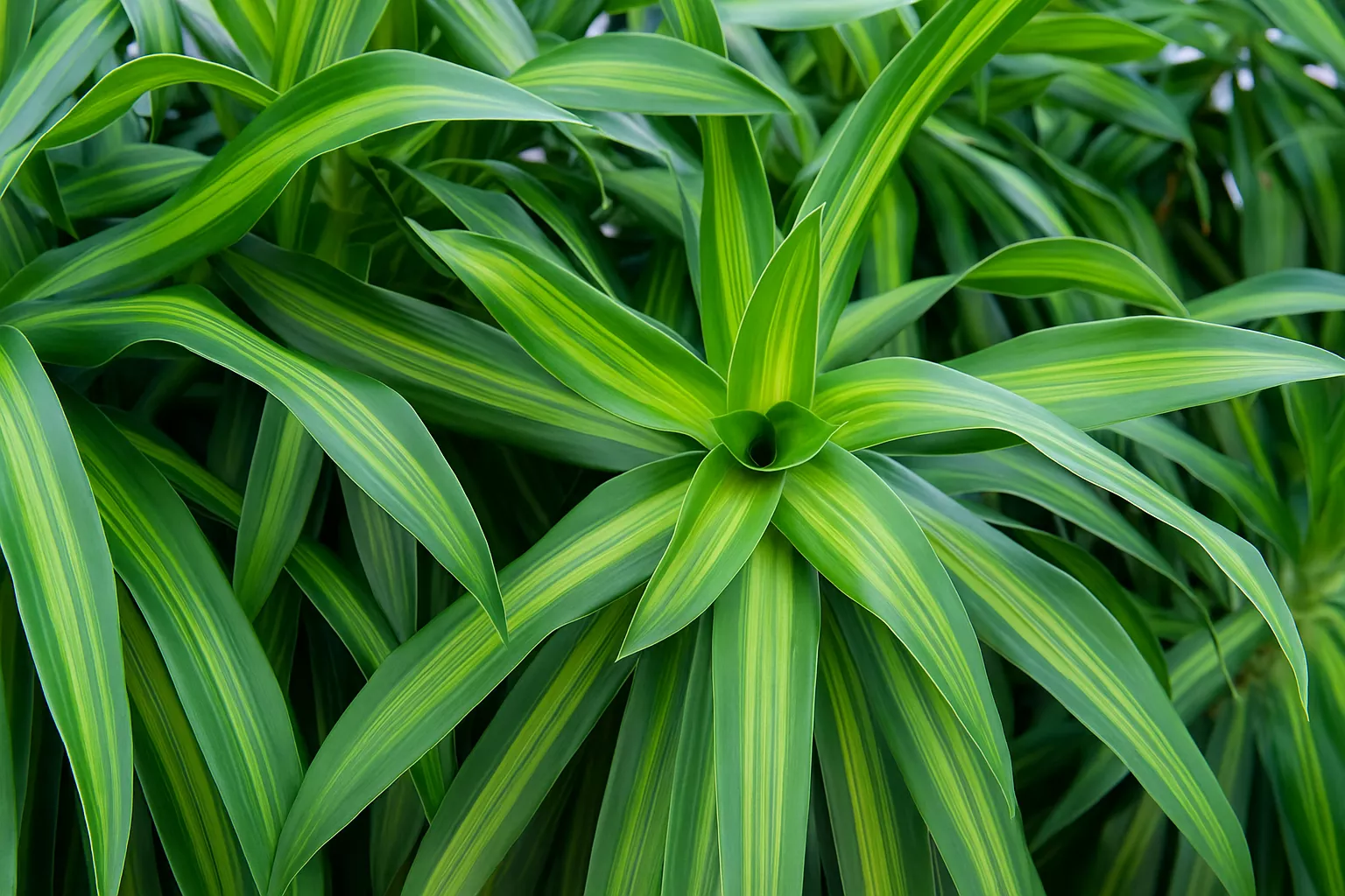 Драцена Ямайка: зелёная колонна, которая оживит строгий интерьер Драцена Ямайка: зелёная колонна, которая оживит строгий интерьер