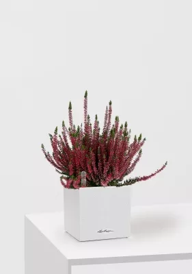 Вереск (Эрика) бордовый в CANTO Stone 14, Песочный белый