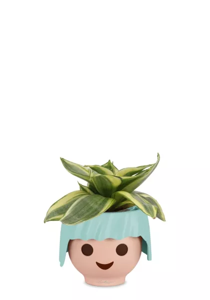 Сансевиерия Голден Ханни 6/15 см в OJO