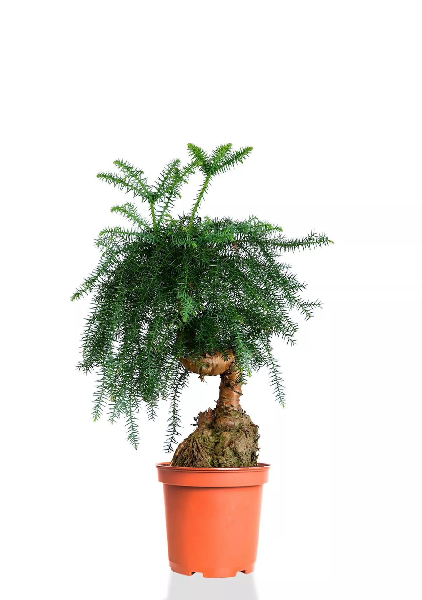 Араукария бонсай ель 27/65 см