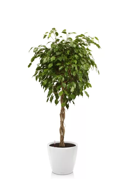 Фикус Экзотика переплетенный 30/150 см в CLASSICO LS 43