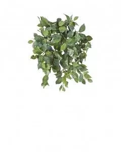 Фиттония Свит ампельная припылённая