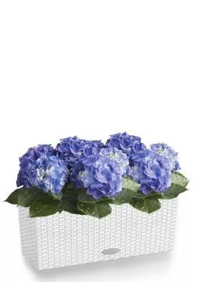Гортензия темно-голубая для балконов и терасс в BALCONERA Cottage 50, белый
