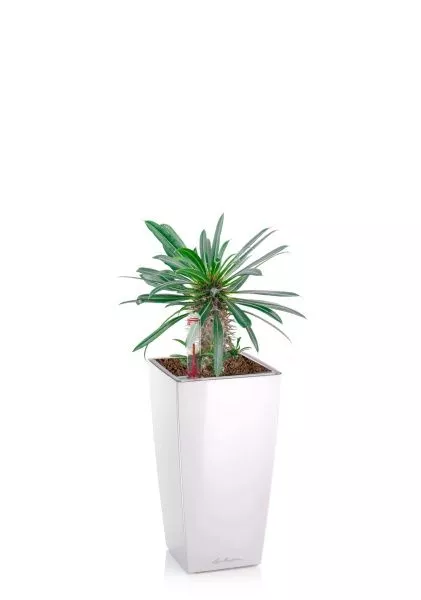 Пахиподиум Ламера 10/20 см в MINI CUBI