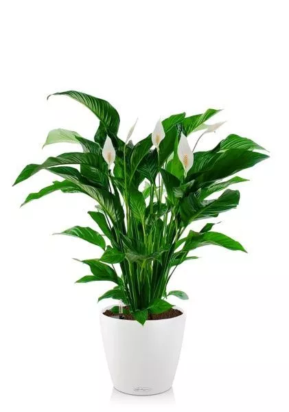 Спатифиллум Свит 24/110 см в CLASSICO COLOR 28