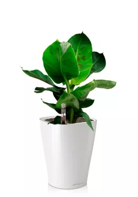 Банан 12/30 в DELTINI 14, белый блестящий