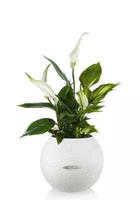 Спатифиллум в PURO 20, белый