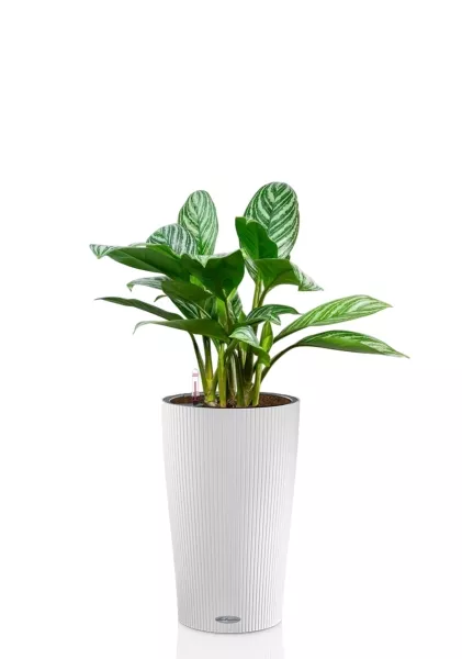 Аглаонема Страйп 17/60 см в CILINDRO COLOR 23