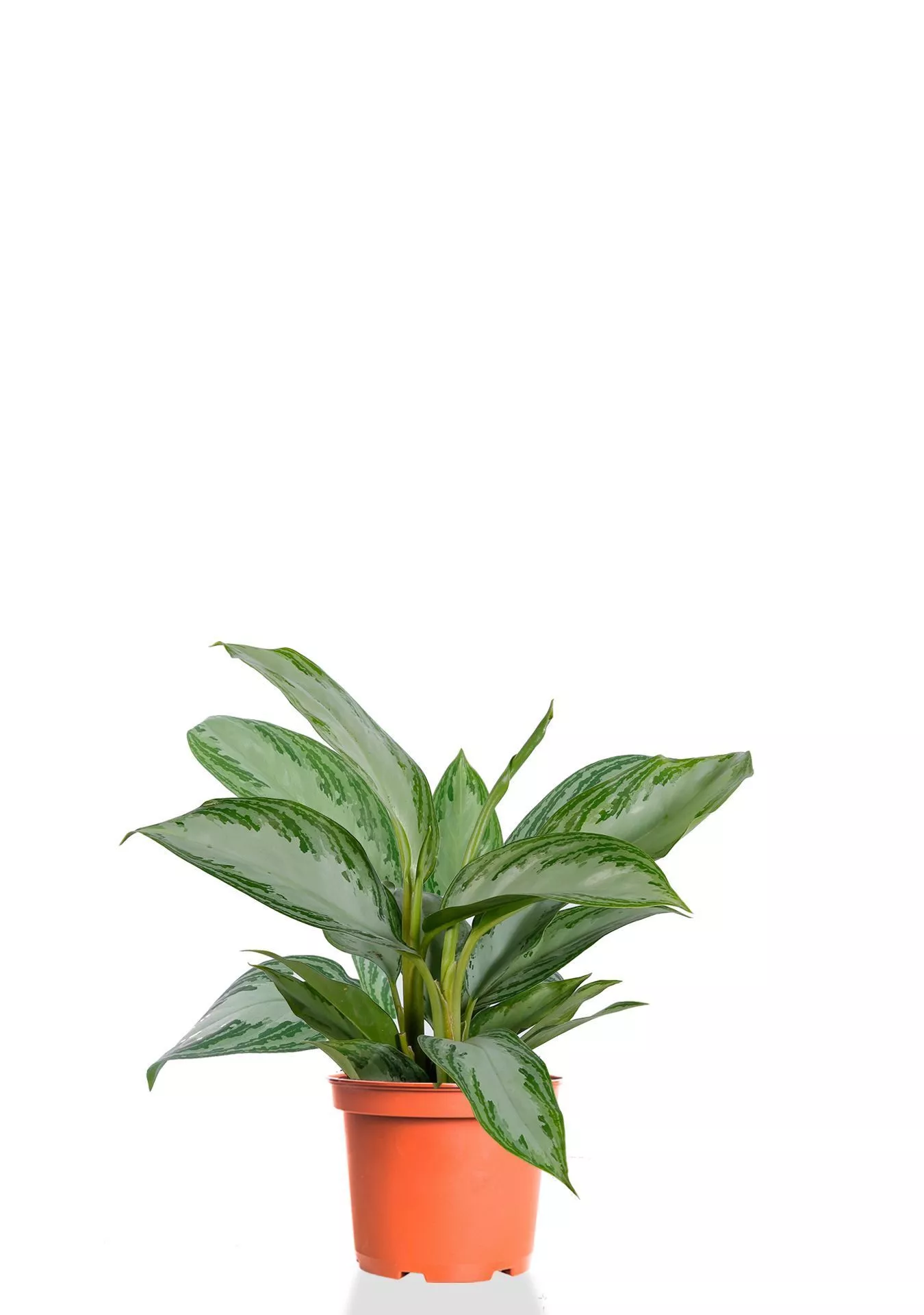 Аглаонема Сильвер Бей 12/35 см