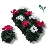 Цикламен Compact Mix Pink White d10.5 см h20 см