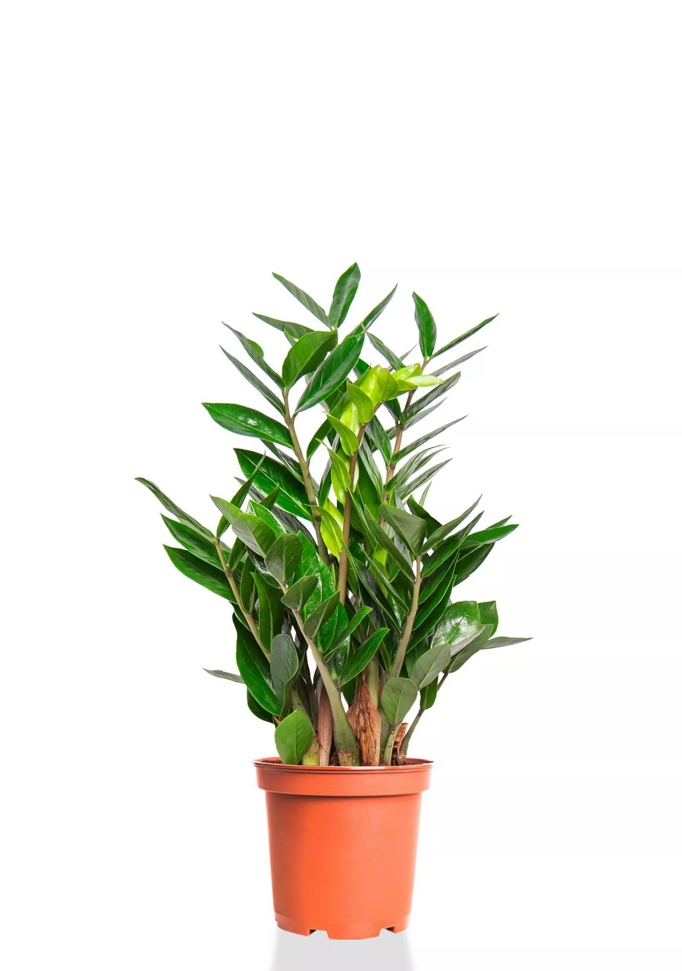 Замиокулькас 14/50 см