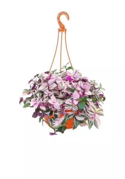 Традесканция Зебрина 17/40 см