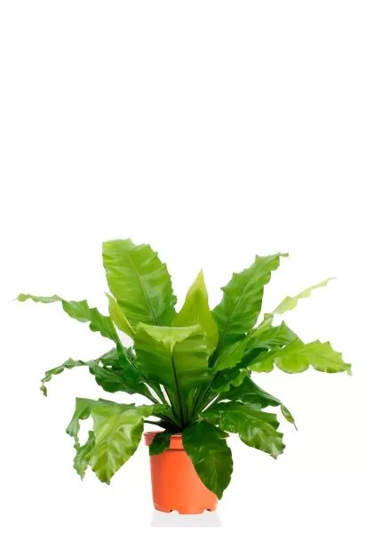 Асплениум Нидус  19/50 см