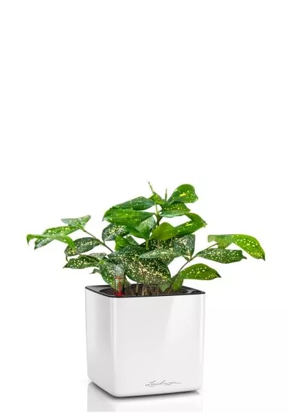 Драцена Суркулоза в CUBE Glossy 14