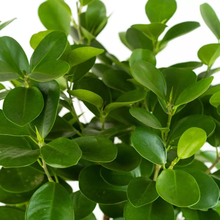 Фикус Моклейм: стильное и неприхотливое дерево для дома и офиса Фикус Моклейм: стильное и неприхотливое дерево для дома и офиса