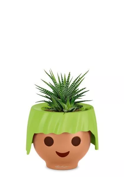 Хавортия микс 10 см в OJO