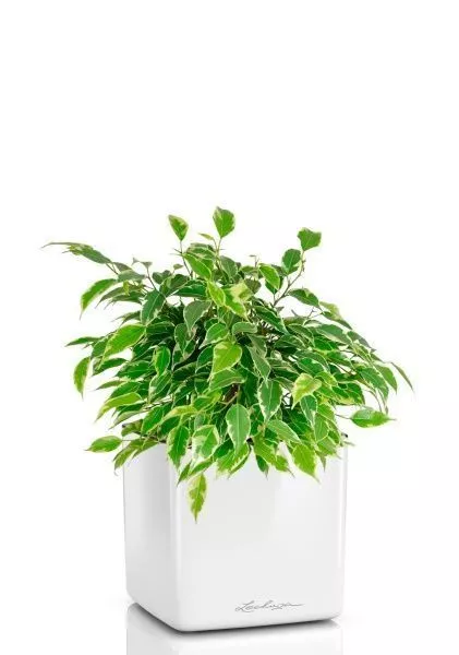 Фикус Бенджамина Кинки Пестрый 12/30 см в CUBE GLOSSY 14