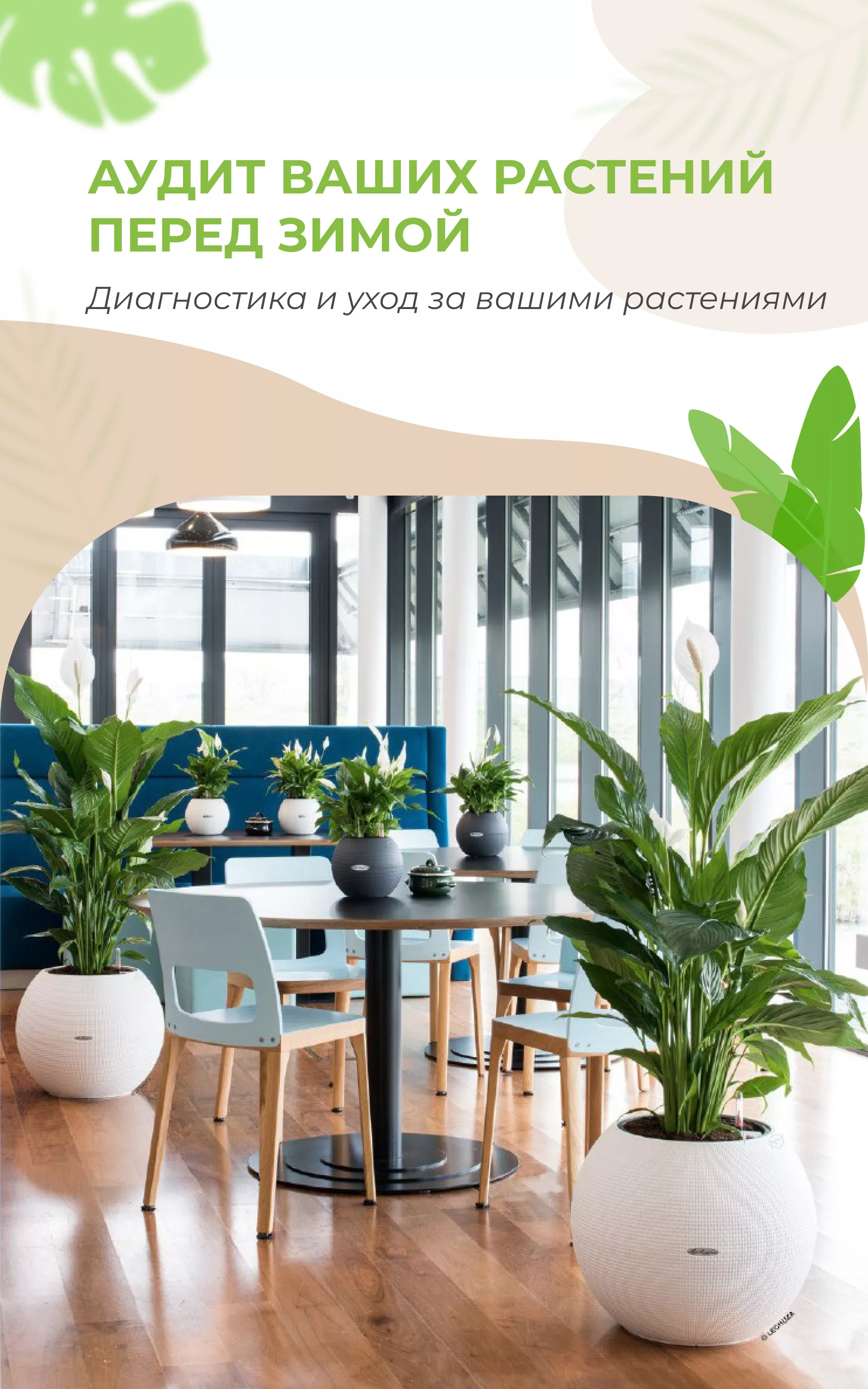 Аудит растений