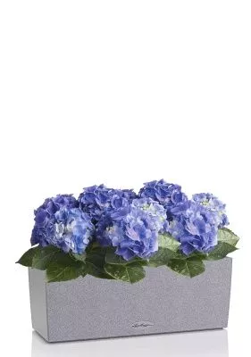 Гортензия Голубая в BALCONERA Stone 50, серый камень