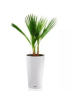 Вашингтония в CILINDRO 32