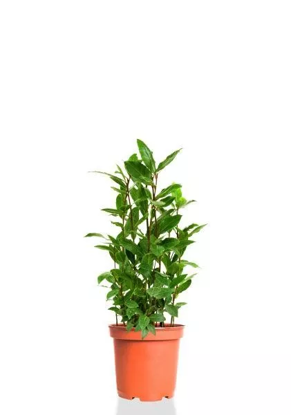 Лавр куст 15/35 см