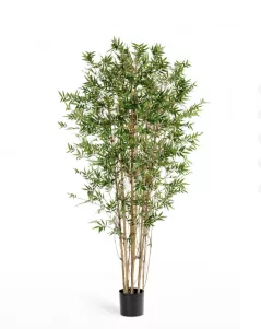 Бамбук Японский Ориенталь см