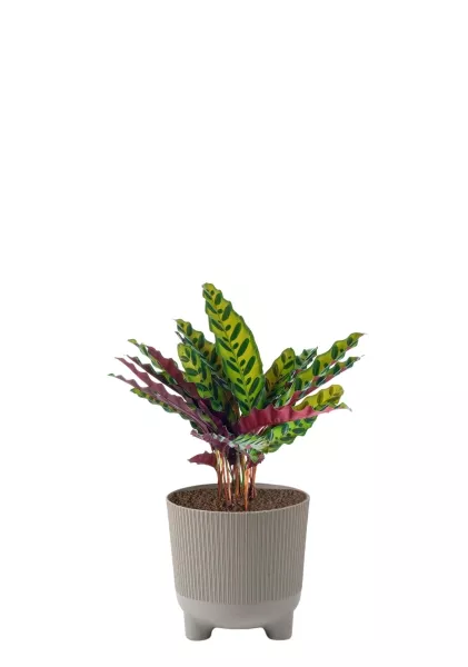 Калатея Лансифолия 12/30 см в ARIA 14 jumper