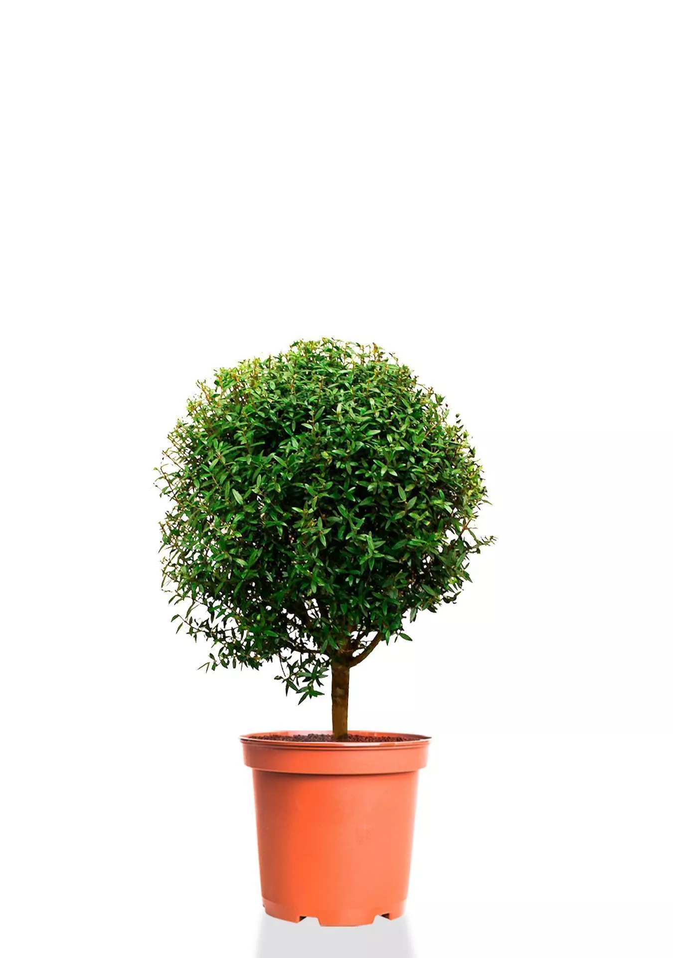 Мирт на стволе 12/30 см