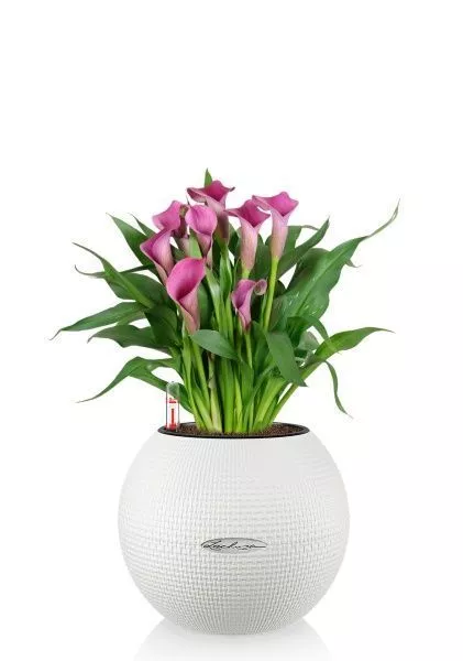 Калла микс 12/35 см в PURO 20