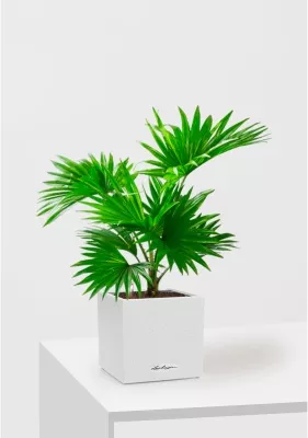  Ливистона CANTO STONE 14/40 см Песочный белый