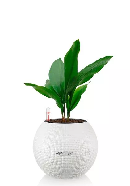 Аспидистра Элатиор 13/50 см в PURO COLOR 20